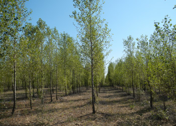 Nahiya Forest (2014)