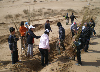 Planting poplars (2011)