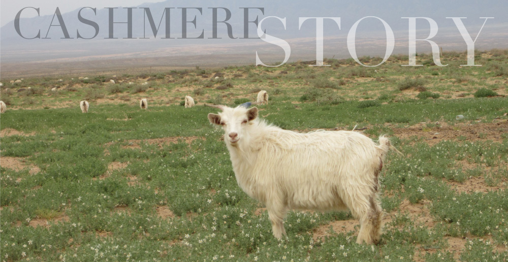 CASHMERE STORY